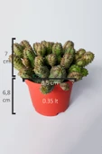 Euphorbia Pseudoglobosa dikensiz sütlegen bol yavrulu kaktüs - 4