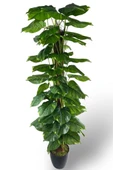 Nettenevime Yapay Çiçek Pothos Salon Sarmaşığı Tropik Salon Bitkisi Yapay Ağaç 165cm thumbnail 1