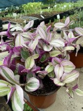 Tradescantia Nanouk Telgraf Çiçeği 13 Lük Saksıda - 7