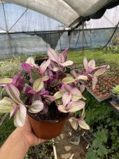 Tradescantia Nanouk Telgraf Çiçeği 13 Lük Saksıda - 8