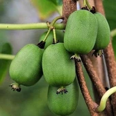 2 Yaş SALKIM KİVİ (1 ERKEK 1 DİŞİ) , İssai Kivi Fidanı, Torbada - 1