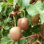 2 YAŞ BAVYERA Yeşil Kırmızı Mini Kivi FİDANI (1 ERKEK ve 1 DİŞİ), Torbada - 1