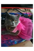 Pembe Kareli Yıldızlı Tüllü Kedi Köpek Kıyafeti Elbisesi Medium/M/Beden 2 - 4