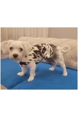 Siyah Beyaz Leopar Desenli Tüllü Kedi Köpek Kıyafeti Elbisesi Small/s/beden 1 - 2