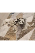 Siyah Beyaz Leopar Desenli Tüllü Kedi Köpek Kıyafeti Elbisesi Small/s/beden 1 - 3