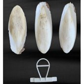 3 Adet Orta Boy (11-13 cm)  Mürekkep Balığı (Kalamar) + 1 Adet Tutma Aparatı - 1