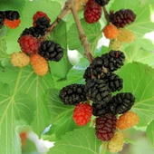 Ekşi Urmu/Rum Dutu Fidanı, Aşılı (Meyve verme yaşında) - 1