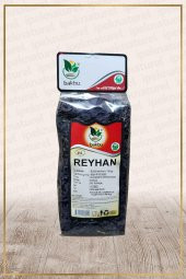 Reyhan (Ocimum basilicum) - 1
