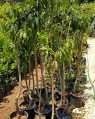 4 Yaş Aşılı BURSA YARMA Şeftali Fidanı, Saksıda - 2