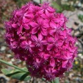 Koyu Pembe Silene Çiçeği(Nakil Çiçeği) Tohumu(1000 tohum) - 1