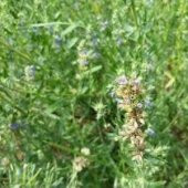 Dev Meksida Beyazı Hyssop Çiçeği Tohumu(50 tohum) - 1
