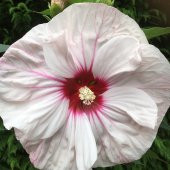 Süt Beyazı Hibiscus Çiçeği Tohumu(20 adet) - 1