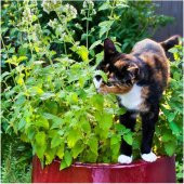 Kedi Otu Tohumu (75 tohum) - 1
