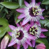 Passiflora Edulis Maruçya Tohumu (100 adet) - 1
