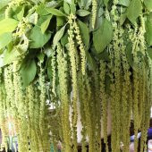 Amaranthus Caudatus Çiçeği Tohumu(50 tohum) - 1