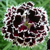 Dianthus Heddewigii Siyah Beyaz Karanfil Tohumu(100 adet) - 1