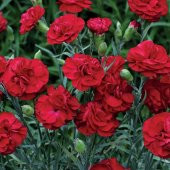 Crimson Karanfil Çiçeği Tohumu(70 adet) - 1