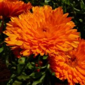 Katmerli Turuncu Calendula Aynısafa Çiçeği Tohumu (50 tohum) - 1