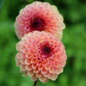 Pompon Red Marble Crimson Aster Çiçeği Tohumu (50 tohum) - 1