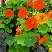 Tropaeolum Single Apricot Latin Çiçeği Tohumu (10 adet) - 1