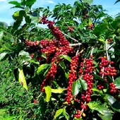Yetiştiriicliği Kolay Kendine Verimli Herdem Yeşil Coffea Arabica Kahve Fidanı - 1