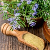 Geleneksel Kokulu Soğuklara Dayanıklı Rosmarin Biberiye Tohumu (20 tohum) thumbnail 1