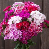 Baby Flowers Mixed Küçük Çiçekli Karanfil Çiçeği Tohumu(50 adet) - 1