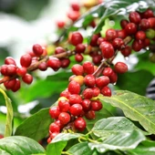 Yetiştiriicliği Kolay Kendine Verimli Herdem Yeşil Coffea Arabica Kahve Fidanı - 2