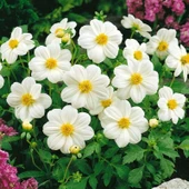 Geleneksel Tohumlar  Bodur Mignon White Dahlia Yıldız Çiçeği Tohumu (80 tohum) - 1