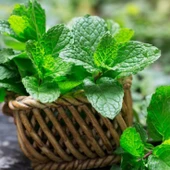 Ata Tohumları Geleneksel Peppermint Nane Tohumu (150 tohum) thumbnail 1