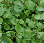 Su Teresi Water Cress Tohumu (4000 tohum) - 1