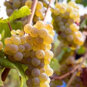 Parfüm Kokulu Yüksek Aromalı Sofralık Pekmezlik Riesling Üzüm fidanı - 1