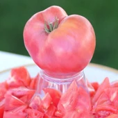 Etli Çok İri Meyveli Sevcan Sırık Pembe Domates Fidesi (5 adet) - 1