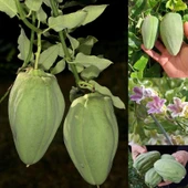 Ata Tohumları Geleneksel Doğal Ağaç Bamya Tohumu (5 TOHUM) thumbnail 1