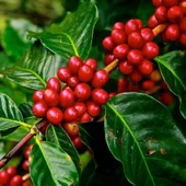 Yetiştiriicliği Kolay Kendine Verimli Herdem Yeşil Coffea Arabica Kahve Fidanı - 4