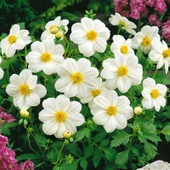 Geleneksel Tohumlar  Bodur Mignon White Dahlia Yıldız Çiçeği Tohumu (80 tohum) - 2