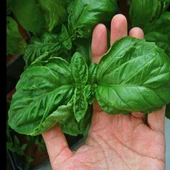 Geleneksel Ata Tohumları Large Leaf Marul Yapraklı  Fesleğen Tohumu (250 tohum) - 3