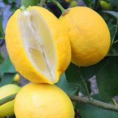 Tüplü Yoğun Kokulu Finike White Limon Fidanı - 1