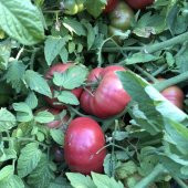 Çok Etli Oturak Pembe Domates Fidesi(5 adet) - 1