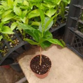 Tüplü Coffea Arabica (Kahve Ağacı) Fidanı Mini Saksı (5-15 Cm) - 2