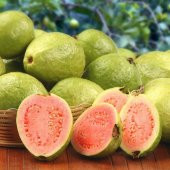 Tüplü Kırmızı Guava (Red Super Fruit) Fidanı - 1