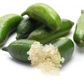 Tüplü Aşılı Mikro-Narenciye Finger Lime Fidanı-Meyve Verme Durumunda - 1