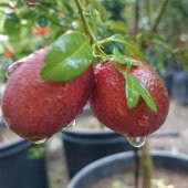 Tüplü Kırmızı Avustralya Blood Lime Limon Fidanı-Meyve Verme Durumunda - 1