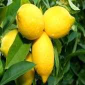 Tüplü Aşılı Bodur Tipte Yüksek Verimli Yediveren Limon Fidanı - 1