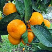 Tüplü Aşılı Yarı Bodur Yöresel Kokulu Bodrum Mandalina Fidanı - 1