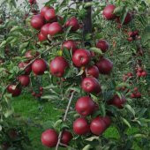 Tüplü Aşılı Yarıbodur Verimli Red Jonaprince Elma Fidanı - 1
