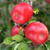 Tüplü Aşılı Yarıbodur Sulu Fuji Zhen Aztec (Aztek) Elma Fidanı thumbnail 1