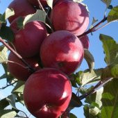 Tüplü Aşılı Yarıbodur Sulu Fuji Zhen Aztec (Aztek) Elma Fidanı thumbnail 2