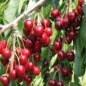 Tüplü Aşılı Yarı Bodur Kütahya Vişne Fidanı-5 Adet - 1
