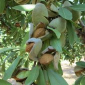 Tüplü Aşılı Yarıbodur Bol Verimli Ferraduel Badem Fidanı - 1